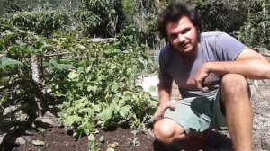 Atitlan Organics VLOG#1 - Limes, Chicks, y mas!