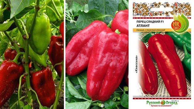 ЭТИ 7 ПЕРЦЕВ ЗАВАЛЯТ УРОЖАЕМ! Посадите их - не пожалеете.