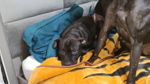 Три питбуля в квартире!!!