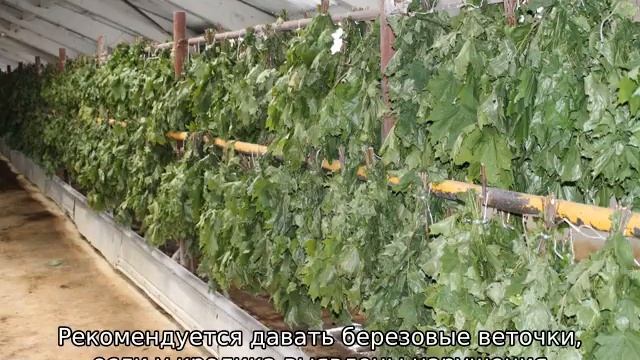 Какие ветки можно давать кроликам смотреть онлайн