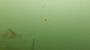 Китайское пылящее тесто на карася взгляд из под воды (Херабуна №2)