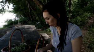 Плакун-трава, душица и другие лекарственные травы августа.