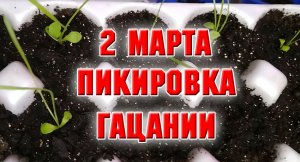 ПИКИРОВКА ГАЦАНИИ