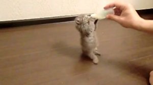 Маленький котенок пьет из бутылочки