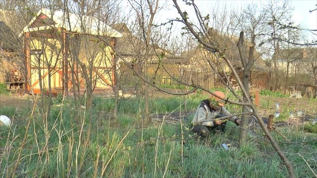 Мицелий Вешенка на пнях, метод выращивания грибов на пнях (вешенка). смотреть онлайн