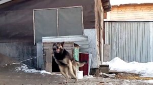Как пёс снимается с цепи