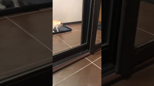 Котёнок рычит на своё отражение / kitten growls at the mirror