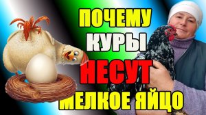 Почему куры НЕСУТ МЕЛКОЕ яйцо (без скорлупы). Как я решаю данную проблему.