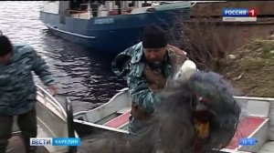 Ловить рыбу сетями с 1 мая по 30 июня в Карелии запрещено