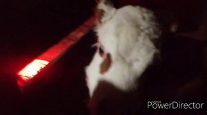 Зцм пролак. Для телят.