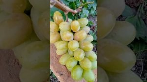 Виноград Дмитрия Ляшкевича,г.ф Людочка и Карина.(2)