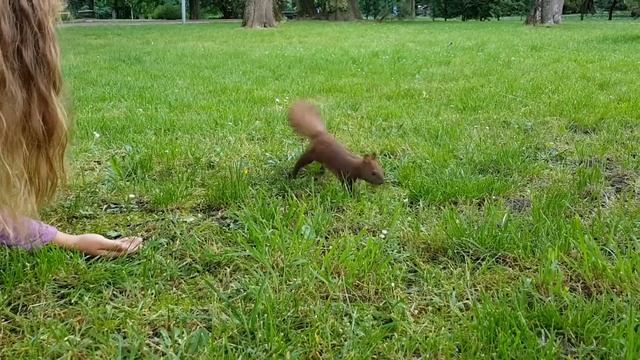 Няшная белка ест с руки. Кормление белки смотреть онлайн