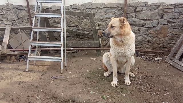 Ника, дочь Малыша внучка Хозяина, внучка и правнучка Батухана ЧМ2011г смотреть онлайн