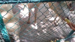 Кормление лошадей