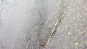 Рыбалка в Кубайке, река Она, Хакасия