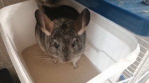 Купание шиншиллы в песке