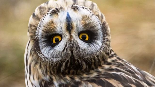 Какую птичку лучше завести дома смотреть онлайн