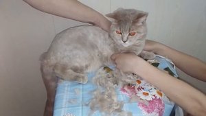 Стрижка кошки машинкой