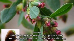 Трава мурава: описание, свойства и применение