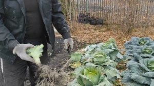 Капуста - лучший сидерат! Убирая урожай капусты, все нижние листья я использую в качестве сидерата.
