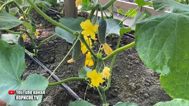 1 ложка і огірки не жовтіють і рясно плодоносять