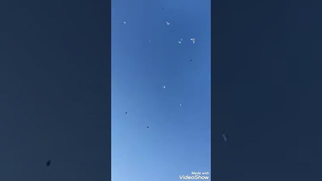 #Pigeon. С Днём Рождения д.Леча! 30.12.19г. смотреть онлайн