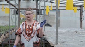 Феромонные ловушки для насекомых. Урожайные грядки.