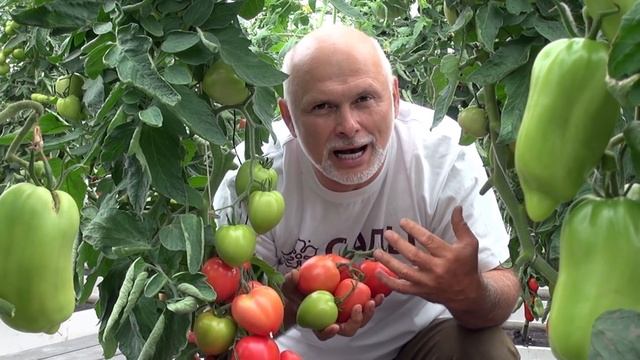 Томат «Пинк хайп». Самый близкий к идеалу смотреть онлайн