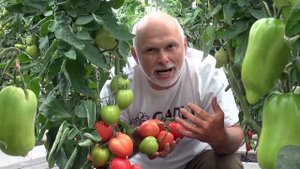 Томат «Пинк хайп». Самый близкий к идеалу
