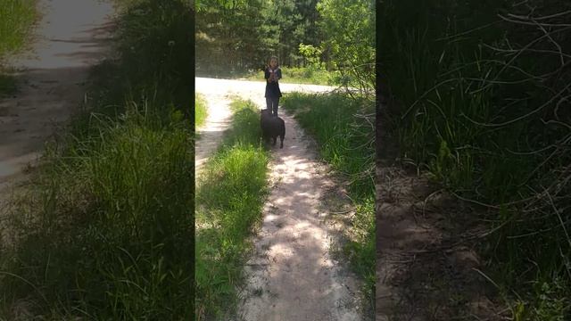 Вьетнамская #свинья ручная травоядная смотреть онлайн