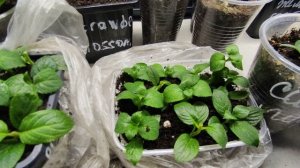 Не получается укоренить метельчатую гортензию зелёными черенками...Что делать ⁉️