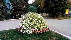 Какие цветы растут под деревьями в тени/сажаем тенелюбивые цветы/