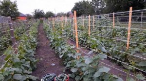 Первая продажа огурцов