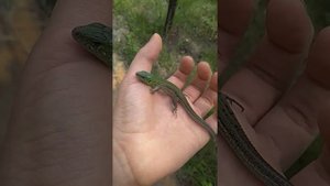 Ящерица мутант!!!