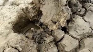 Мальчик ловит гигантскую, большую рыбу в сухой сезон