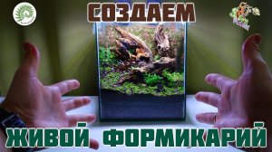 Создаем природный формикарий ● Florariumplants