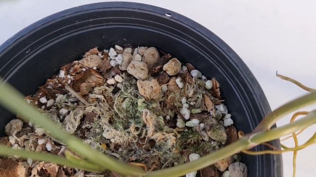 Syngonium Plant Care Guide For Beginners How to Care For Arrowhead Plant?