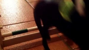 Конная амуниция для шляйх и бреер "Стремление"