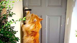 Рыжий кот сам открывает дверь.