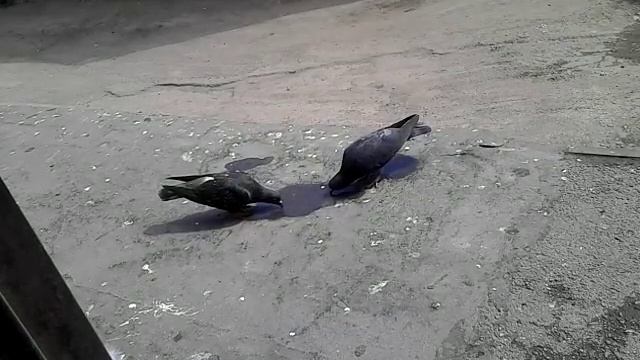 ничего особенного .. просто голуби пьют воду смотреть онлайн