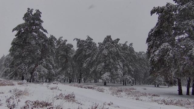 Вечерний снегопад в 4к 2160р. Зимний футаж снегопада. Релакс-видео. Сосны в снегу. Зимний пейзаж.