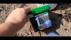 Пересаживаю свои молодые кустики метельчатой гортензии из горшков на новое место.