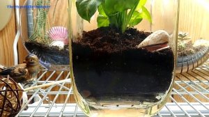 Making Terrariums - A Do-It-Yourself Indoor Garden Planting