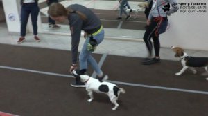 Занятие в группе по дрессировке (курс Управляемая городская собака): обучение собак движению рядом.