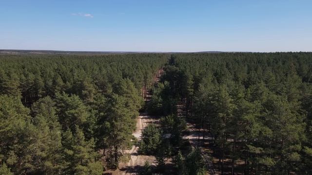 Просека в лесу