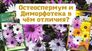 Остеоспермум и Диморфотека в чём отличия??