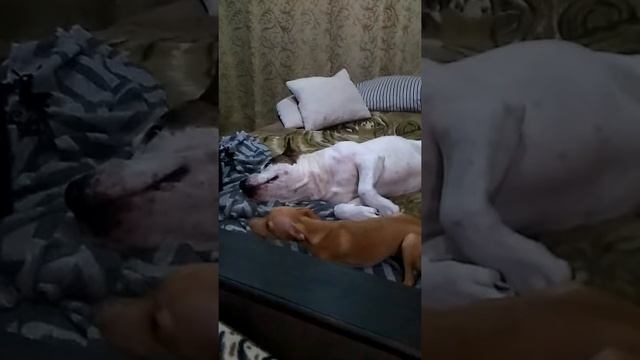 Той терьер против против Стаффорда 2 смотреть онлайн