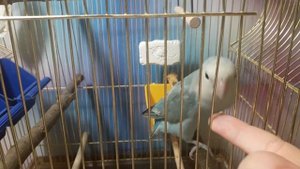 Как приручить попугая ? За 5 шагов
