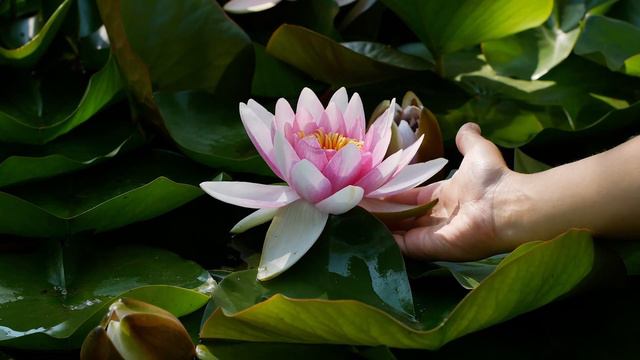 Потрясающе красивая мелодия для души! Слушай... Музыка Сергея Чекалина смотреть онлайн