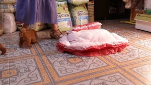 той пудели 3 месяца.